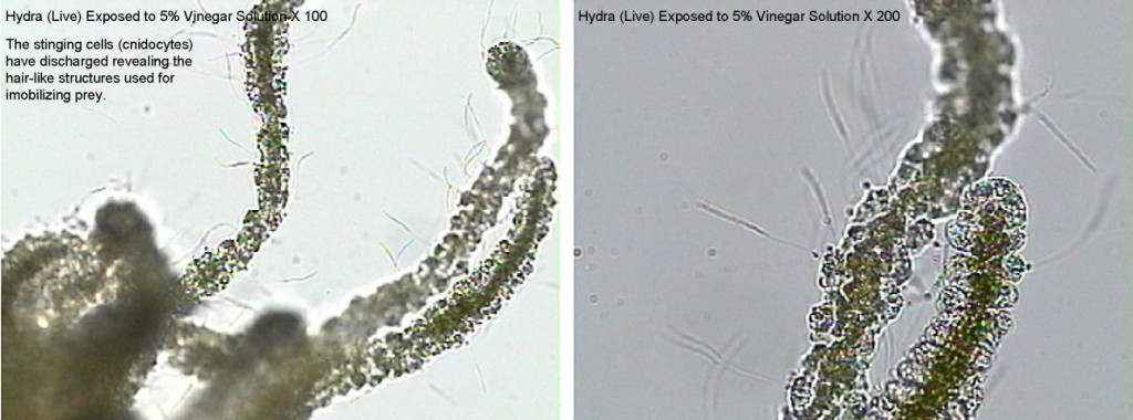 Figure 7. Left: Hydra (Live) Exposed to 5% Vinegar Solution X 100 Right: Hydra (Live) Exposed to 5% Vinegar Solution X 200