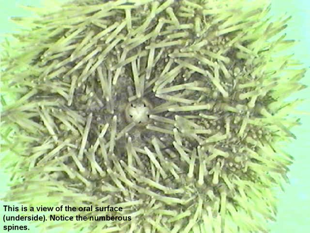Figure 6. Sea Urchin (Preserved) Oral Surface