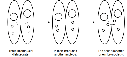Three micronuclei disintegrate in each cell. Mitosis produced another micronucleus in each cell. the cels exchange micronuclei.