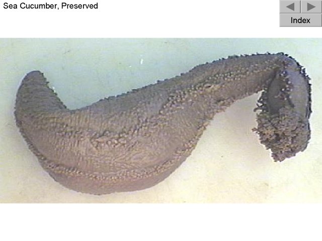 Figure 7. Sea Cucumber, Preserved