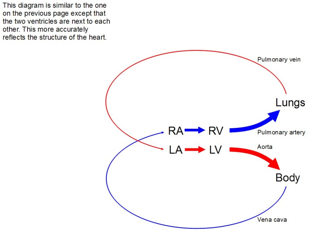 Another diagram, very similar to the one just before. However, the two ventricles are next to each other, which more accurately reflects the structure of the heart.