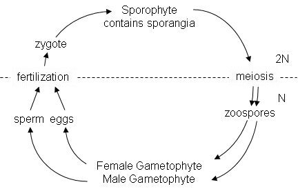 Zoospores become male and female gametophytes. The gametophytes produce sperm and eggs respectively. The eggs undergo fertilization and become a zygote. The Sporophyte contains sporangia. the sporophyte undergoes meiosis and produces zoospores. The cycle continues from generation to generation.
