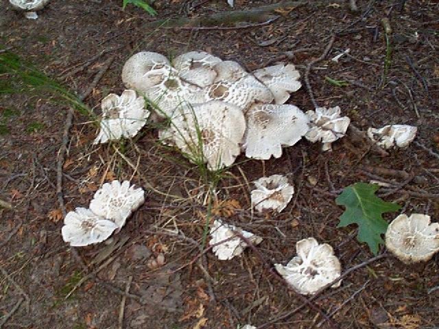 Figure 1. Mushrooms