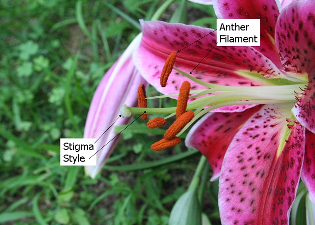Photograph of a lily. The anther, filament, stigma, and style are labeled. There are several filaments all surrounding the style, which is thicker than the filaments. The anthers produce pollen and form a T on top of the filaments. The stigma sits atop the style.