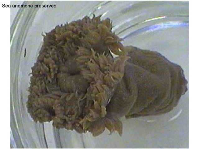 Figure 7. Sea anemone, preserved