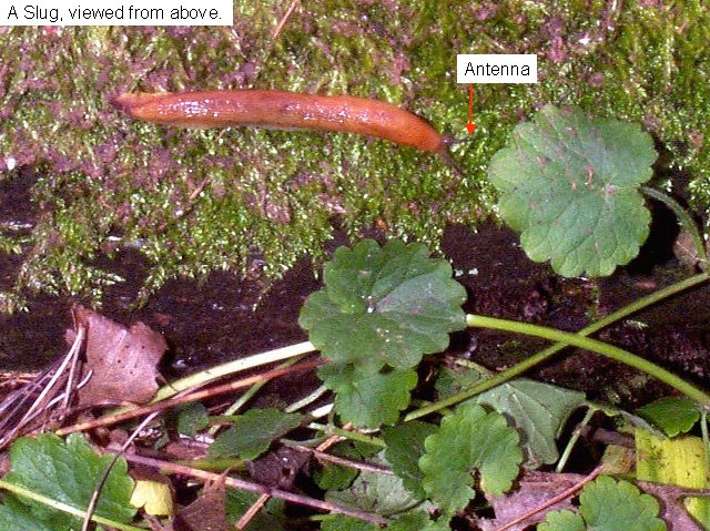 Figure 2. A slug. Slugs do not have shells.