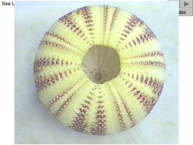 Figure 7. Sea Urchin Shell, Oral Surface