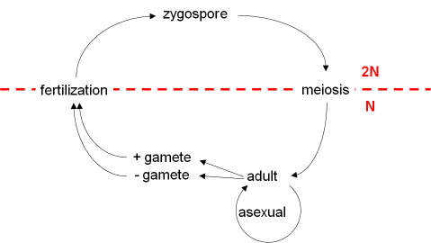 Adults, who reproduce asexually produce positive and negative gametes. The The gametes undergo fertilization and become a zygospore. The zygospore undergoes meiosis and produces an adult that asexually reproduces. The cycle continues from generation to generation.