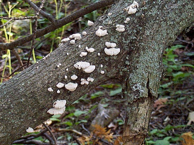 Figure 14. Bracket fungi