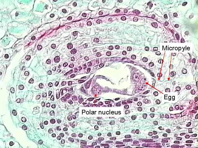 Egg, Micropyle, and the Polar nucleus.