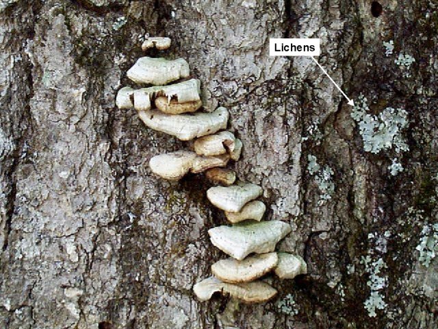Figure 15. Bracket fungi and lichens