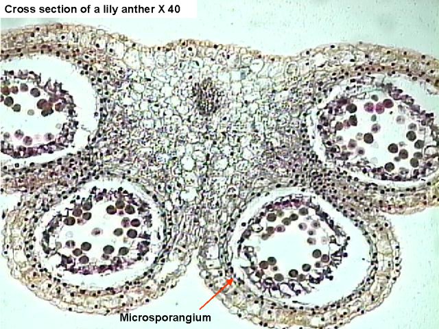 Cross section of a lily anther at X 40. The Microsporangium labeled.