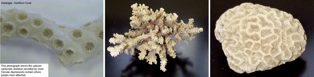 Figure 8. Astrangia (Northern Coral) SkeletonCoral Skeleton Coral Skeleton