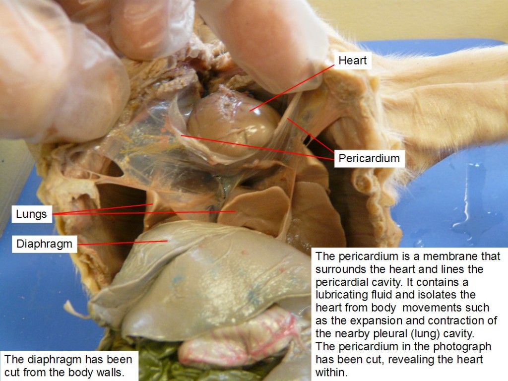 The diaphragm has been cut from the body walls. The pericardium is a membrane that surrounds the heart and lines the pericardial cavity. It contains a lubricating fluid and isolates the heart from body movements, such as the expansion and contraction of the nearby pleural (lung) cavity. The pericardium in the photograph has been cut, revealing the heart within.