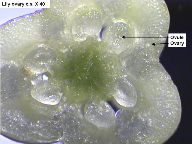 Cross section of a lily ovary at X 40. The ovary is a sort of three-leafed clover shape. Within each "leaf" there are two ovules.