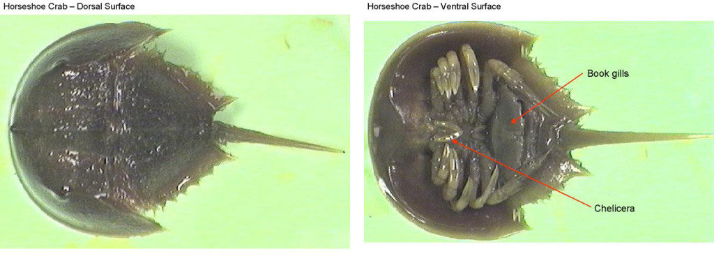 Figure 2. Left: Horseshoe crab dorsal surface. Right: Horseshoe crab ventral surface