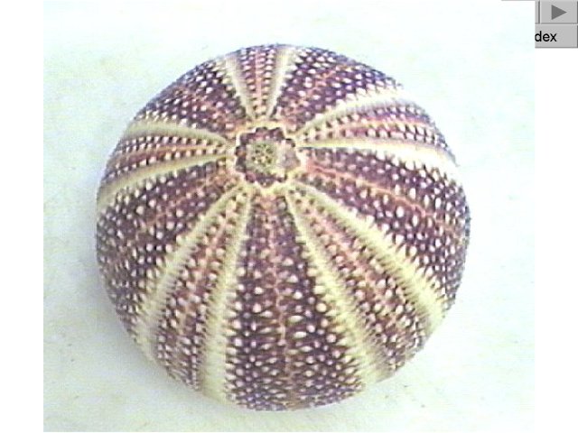 Figure 8. Sea Urchin Shell, Aboral Surface