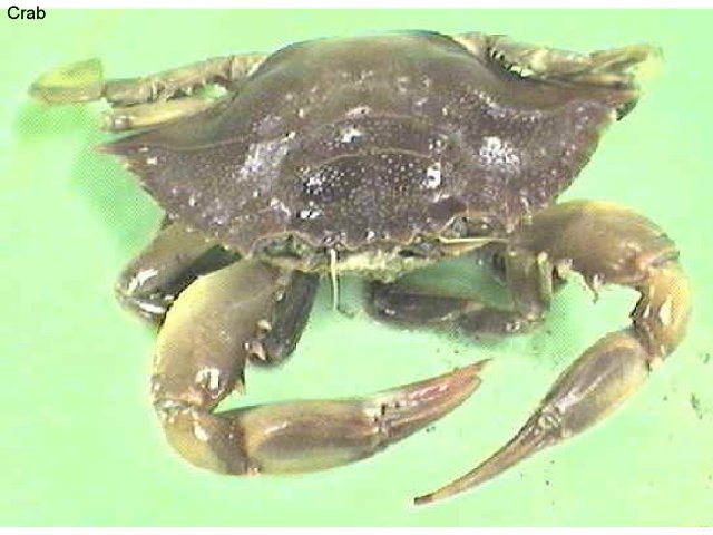 Figure 3. Crab