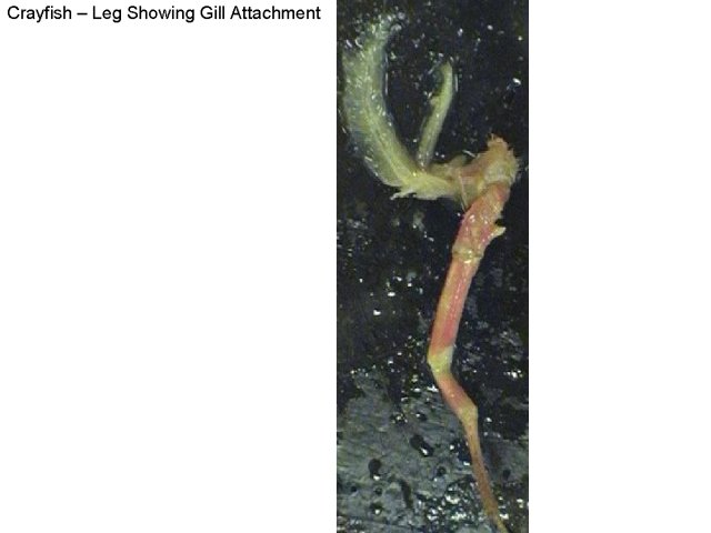 Crayfish leg showing gill attachment