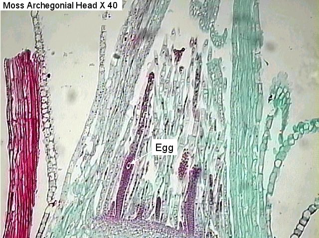 Figure 6. Moss archegonial head x 40