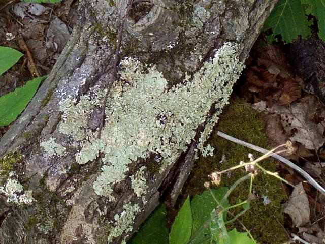 Figure 21. Lichens growing on a tree