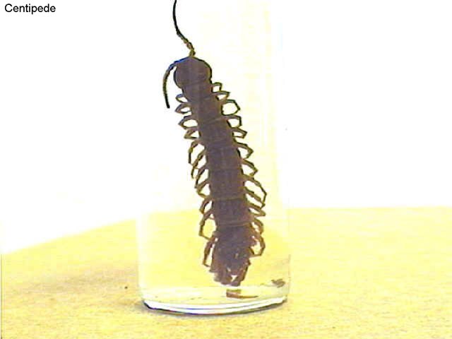 Figure 15. A centipede