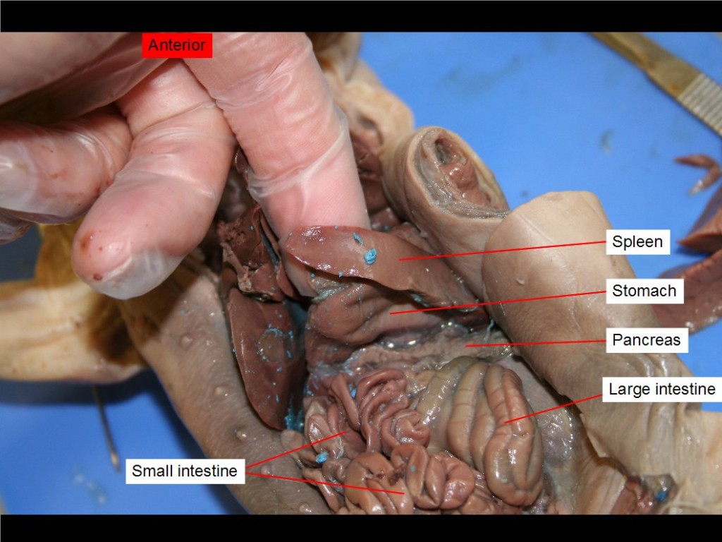 Figure 26. Large intestine, pancreas, small intestine, spleen, and stomach.