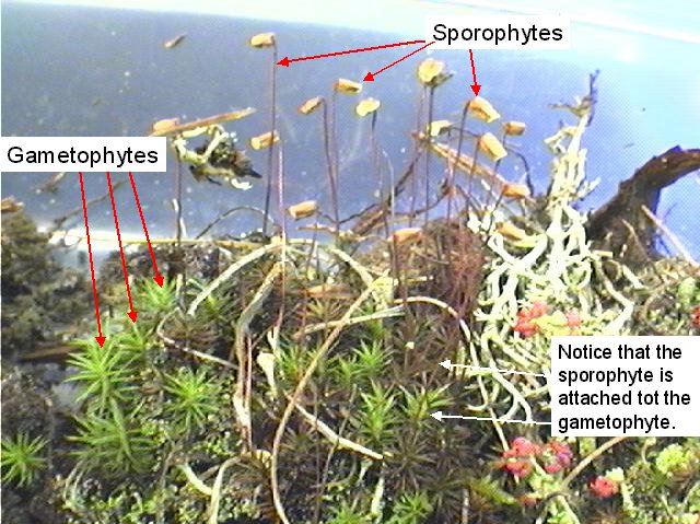 Figure 2. Moss gametophytes and sporophytes