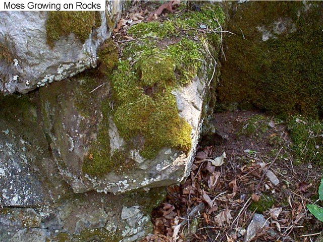 Figure 1. Moss growing on a rock.