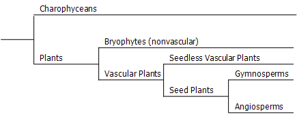 An evolutionary tree starting with two branches: Charophyceans and plants. Plants branches off into Bryophytes (nonvascular) and vascular plants. Vascular plants branches off into Seedless vascular plants and seed plants. Seed plants branches off into gymnosperms and angiosperms.