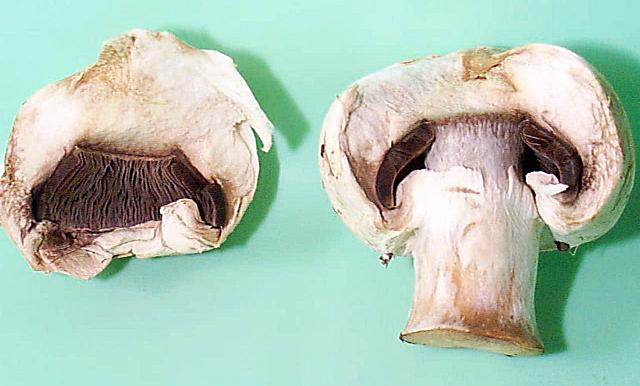 Figure 10. Mushrooms showing gills