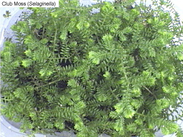 Figure 18. Spike moss (selaginella)