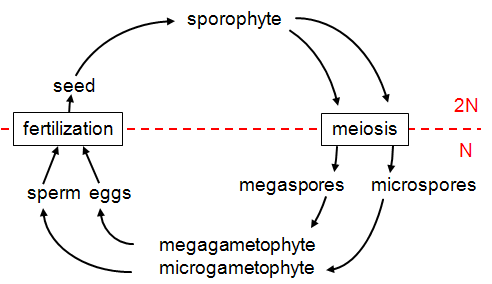 Meiosis produces megaspores and microspores. These become megagametophytes and microgametophytes respectively, which then produce eggs and sperm. The eggs undergo fertilization and become a seed. The seed becomes a sporophyte, which then undergoes meiosis. The cycle continues from generation to generation. Generation N is the megagametophyte and microgametophyte and 2N is the sporophyte.
