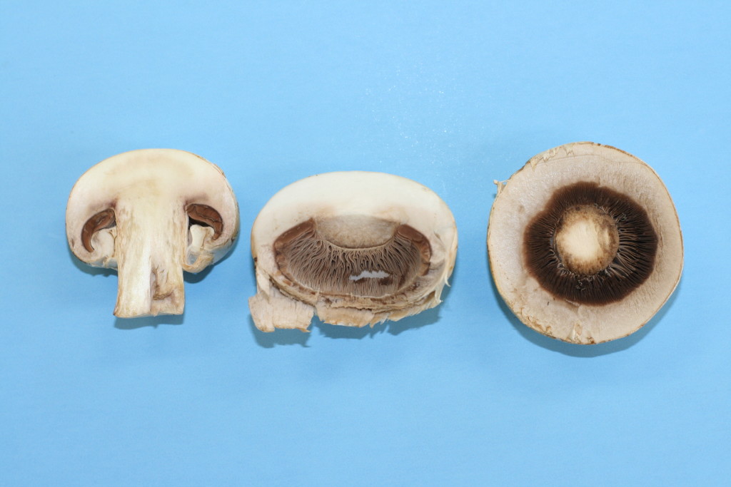 Figure 16. Mushroom cut to reveal the gills
