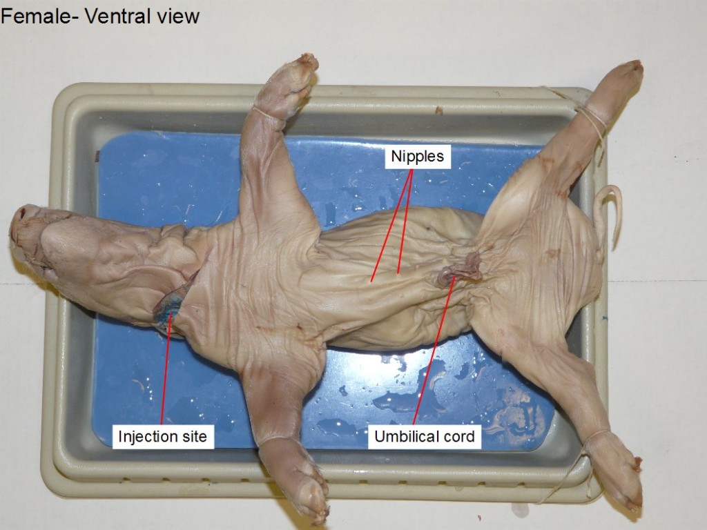 Figure 1. Female: injection site, nipples, umbilical cord