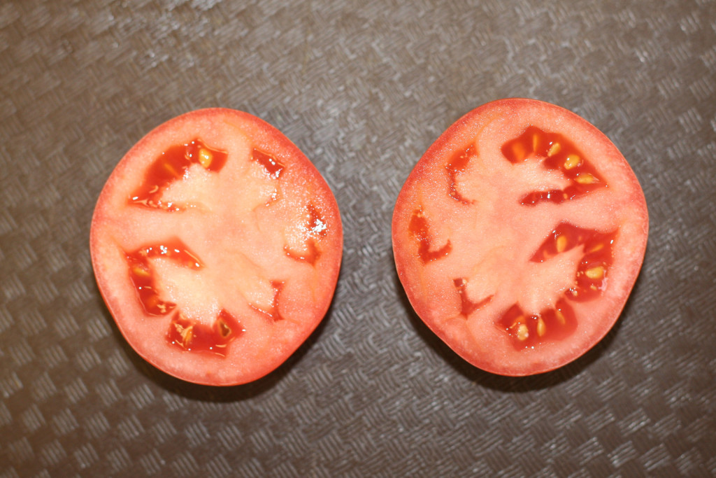 Tomato showing fused carpels