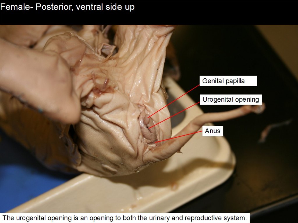 Female posterior, ventral side up. The urogenital opening is an opening to both the urinary and reproductive system.