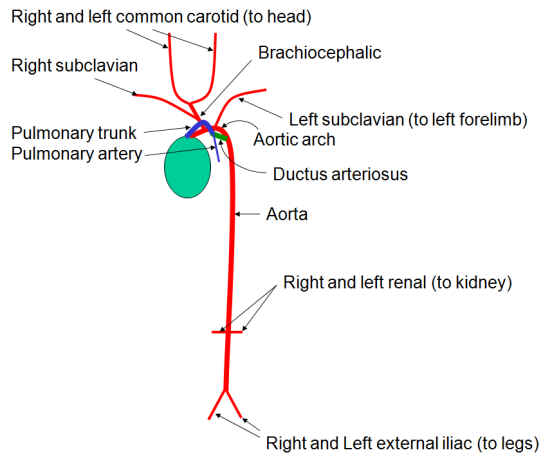 The pulmonary trunk is attached to the heart. It splits off into the pulmonary artery and the ductus arteriosus. The ductus attaches to the aorta, just below the aortic arch. The aorta is also attached to the heart. The aorta arches (the aortic arch) and runs down the body. There are branch points on the aorta for the right and left renal (to kidney) and for right and left external iliac (to legs). The right subclavian, brachiocephalic, and left subclavian (to the left forelimb) arteries all branch from the aorta before the aortic arch. The Brachiocephalic diverges into two arteries: the right and left common carotids (to the head).