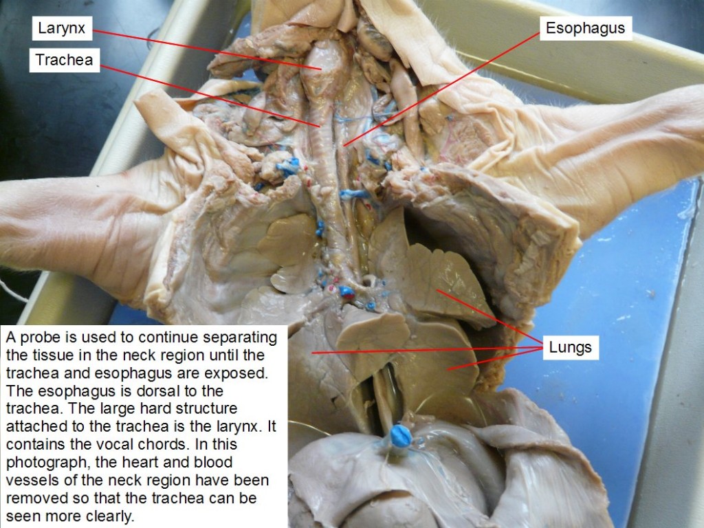 A probe is used to continue separating the tissue in the neck region until the trachea and esophagus are exposed. The esophagus is dorsal to the trachea. the large hard structure attached to the trachea is the larynx. It contains the vocal chords. In this photograph, the heart and blood vessels of the neck region have been removed so that the trachea can be seen more clearly.