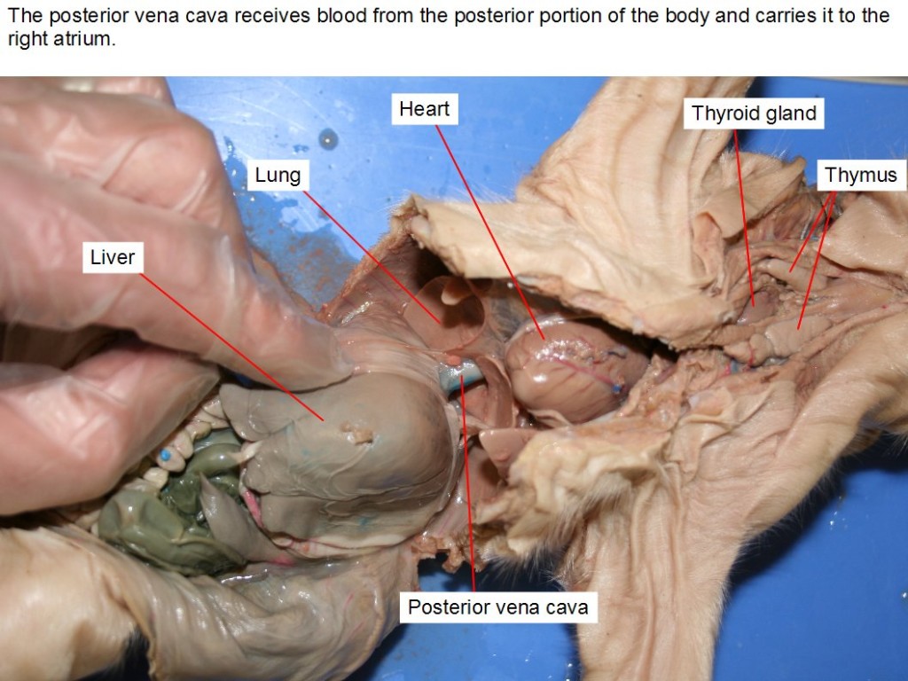 The posterior vena cava receives blood from the posterior portion of the body and carries it to the right atrium.