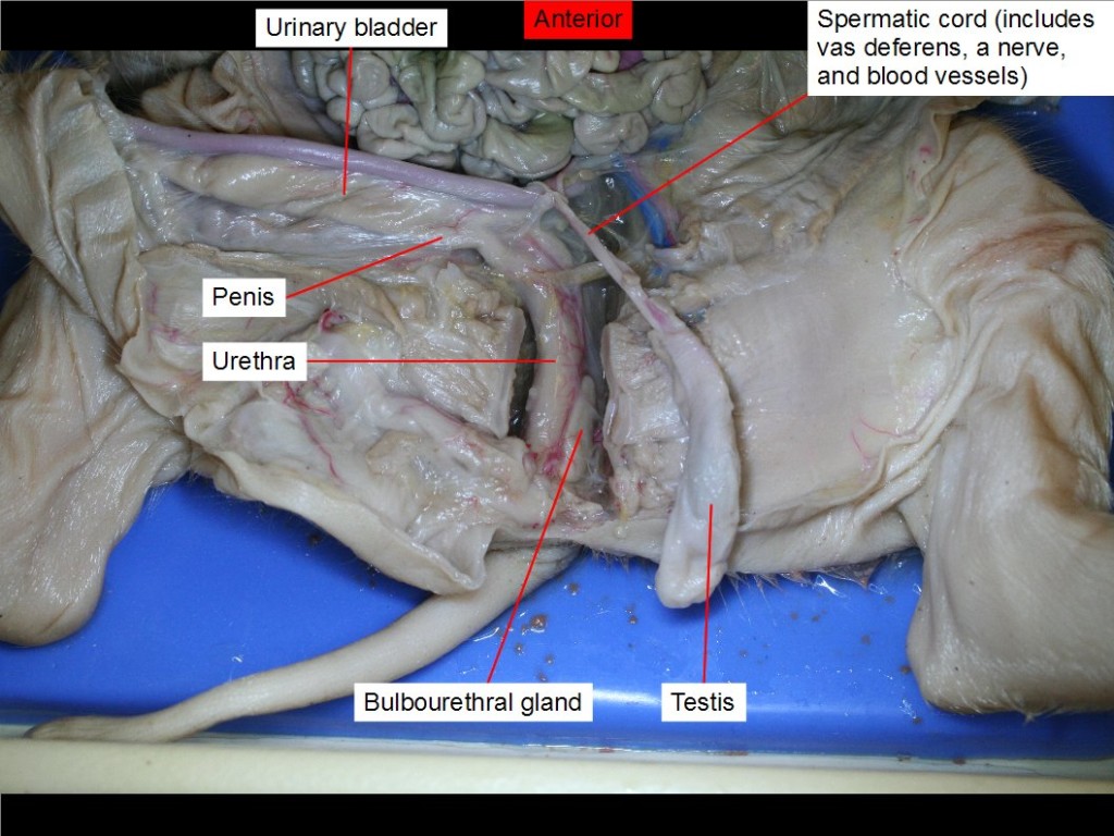 Spermatic cord (includes vas deferens, a nerve, and blood vessels)