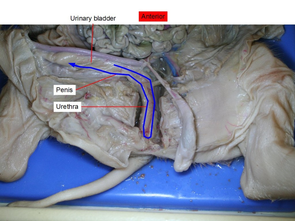 Urine travels from the urinary bladder on top of the penis through the urethra, which goes down and around the length of the penis.