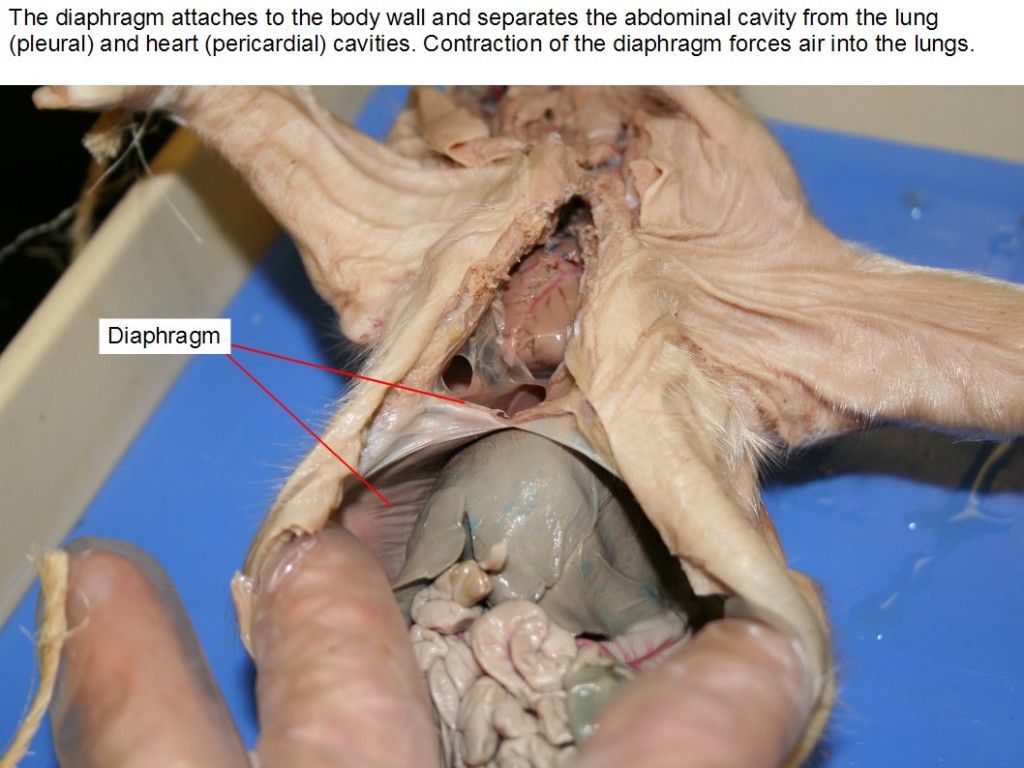 The diaphragm attaches to the body wall and separates the abdominal cavity from the lung (pleural) and heart (pericardial) cavities. Contraction of the diaphragm forces air into the lungs.