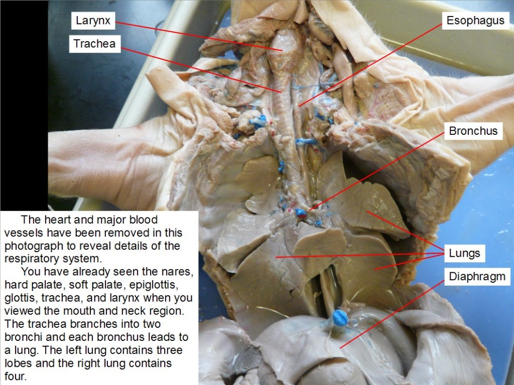 The heart and major blood vessels have been removed in this photograph to reveal details of the respiratory system. You have already seen the nares, hard palate, soft palate, epiglottis, glottis, trachea, and larynx when you viewed the mouth and neck region. The trachea branches into two bronchi and each bronchus leads to a lung. The left lung contains three lobes and the right lung contains four.