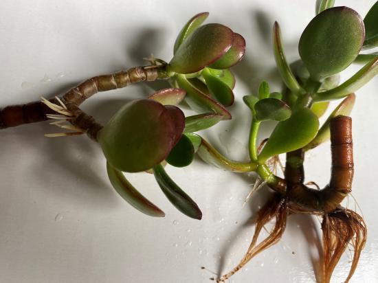 Jade plant cutting, showing adventitious roots growing from stem