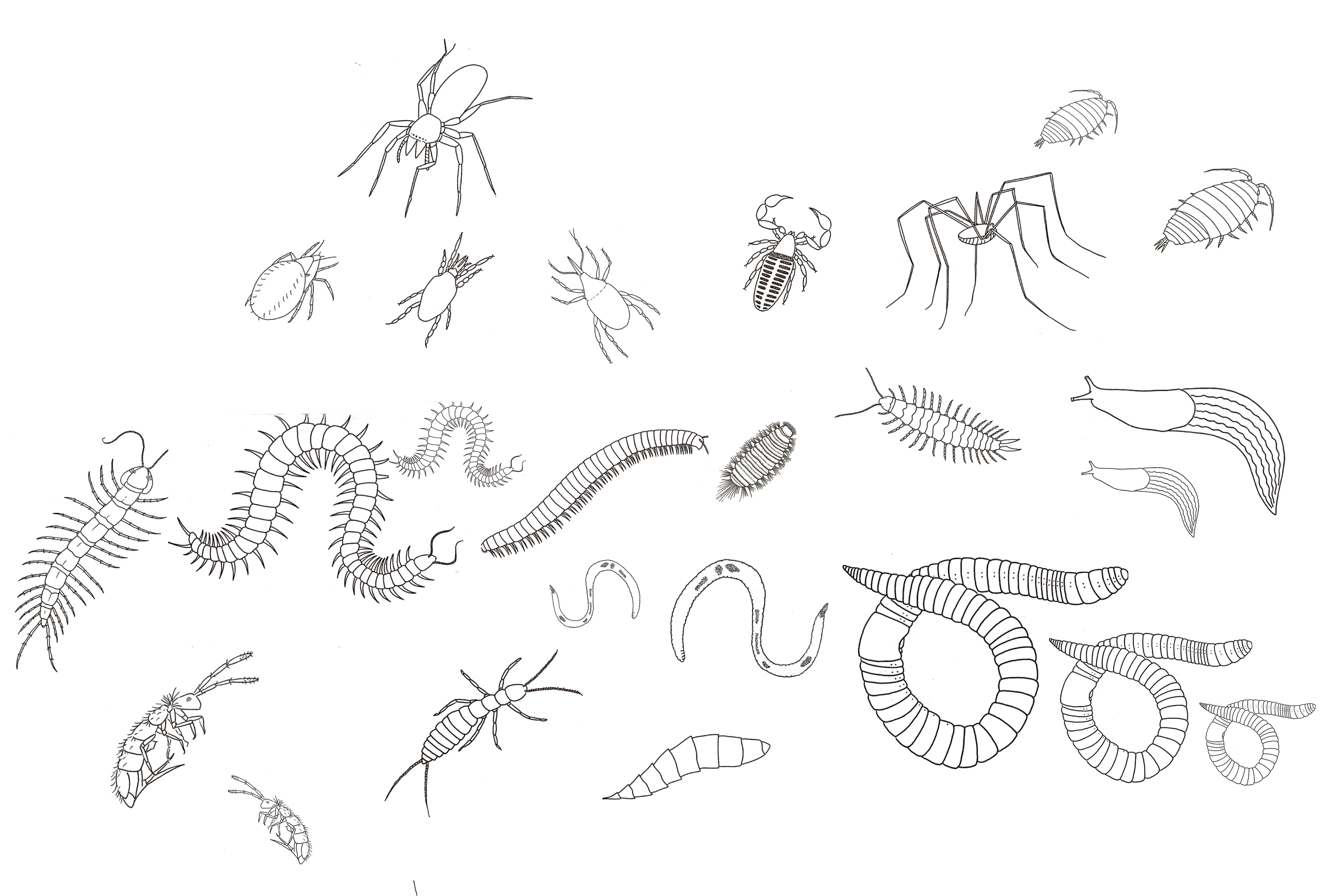 Line drawings of a variety of soil animals. Many of them have segmented bodies and jointed appendages.