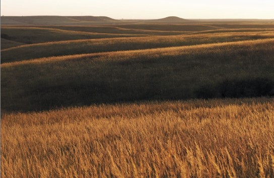 A rolling prairie with nothing but tall brown grass as far as the eye can see