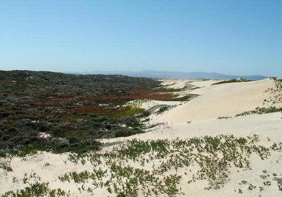 Sprawling vegetation and bare sand with low mountains in the background