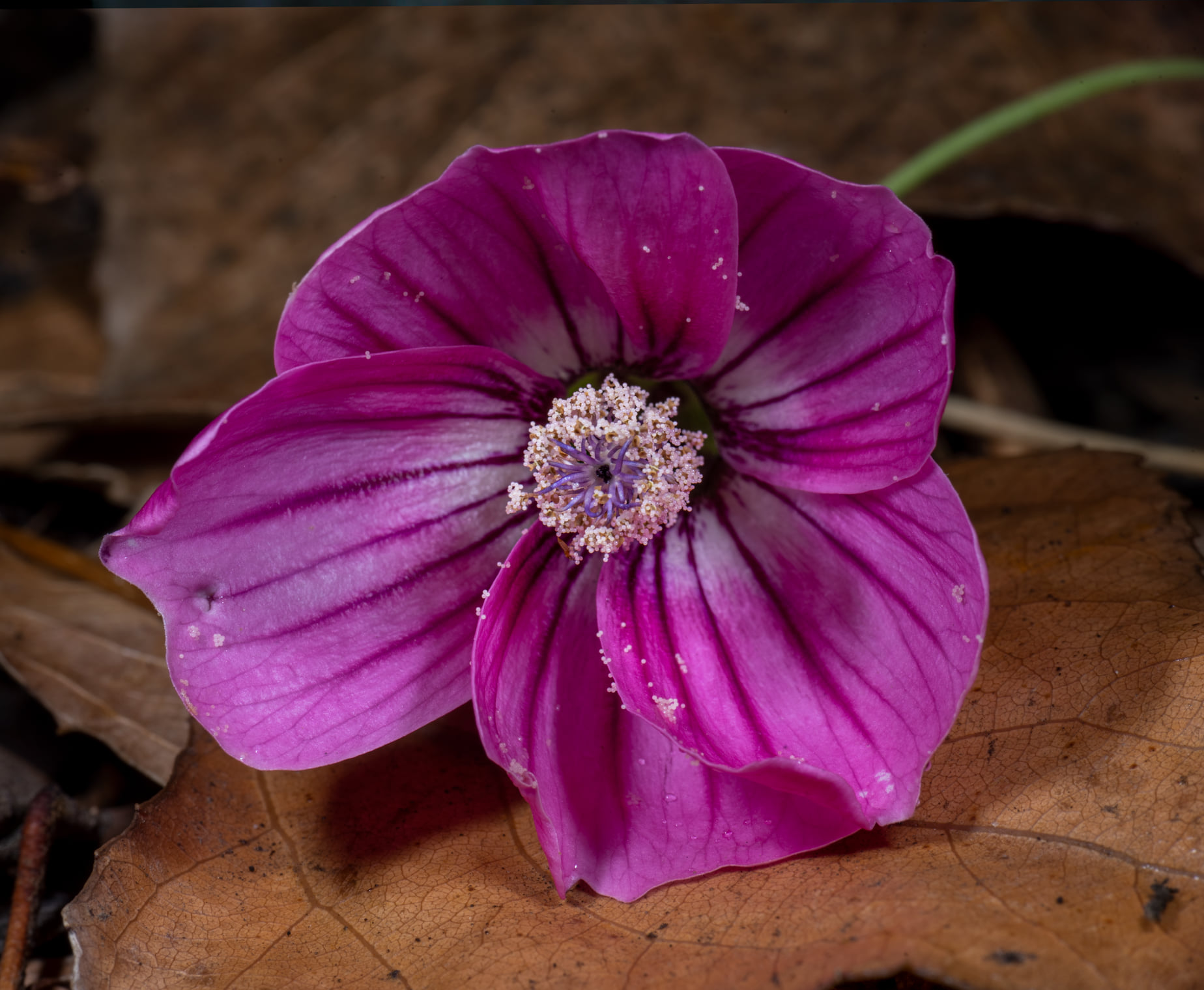 Una flor de Malva assurgentiflora vista con luz normal. Los pétalos aparecen un rosa fucsia y el polen luce blanquecino.