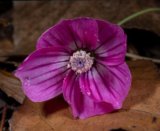A Malva assurgentiflora flower viewed in normal light. The petals appear a fuschia pink and the pollen looks whitish. 